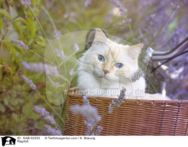 Ragdoll / Ragdoll / KAB-02252