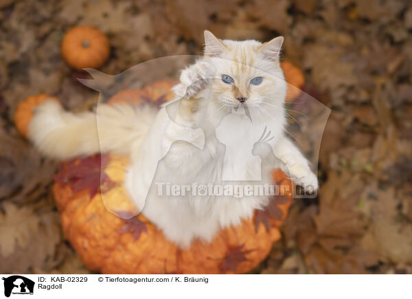 Ragdoll / Ragdoll / KAB-02329