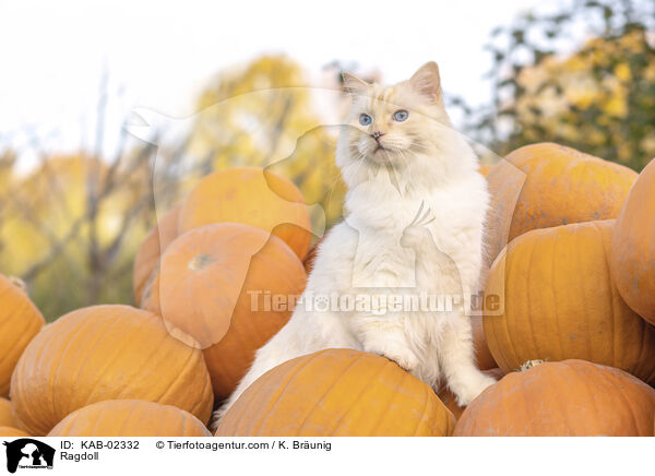 Ragdoll / Ragdoll / KAB-02332