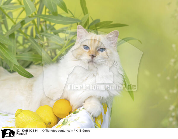 Ragdoll / Ragdoll / KAB-02334
