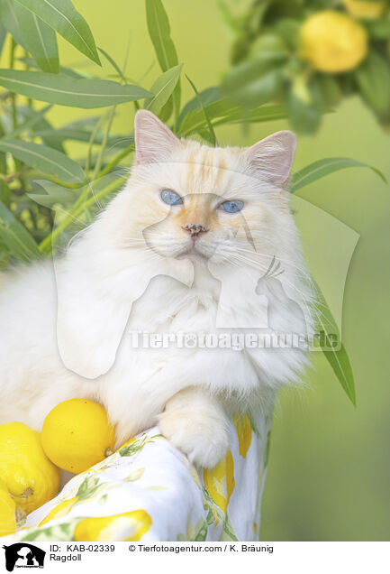 Ragdoll / Ragdoll / KAB-02339