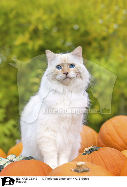 Ragdoll / Ragdoll / KAB-02345