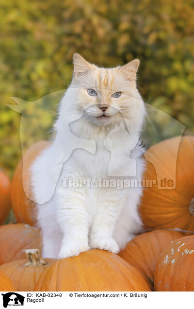 Ragdoll / Ragdoll / KAB-02348