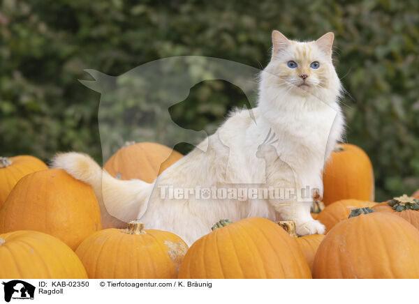 Ragdoll / Ragdoll / KAB-02350