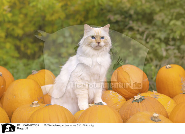Ragdoll / Ragdoll / KAB-02352
