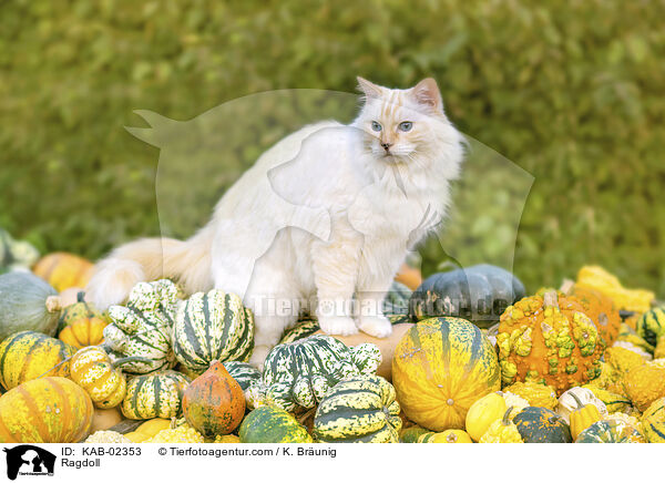 Ragdoll / Ragdoll / KAB-02353