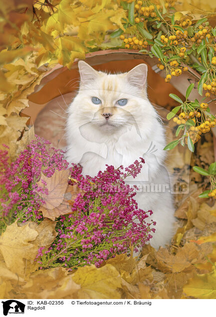 Ragdoll / Ragdoll / KAB-02356