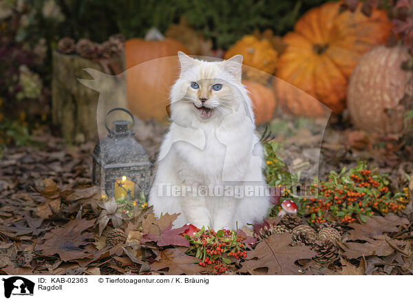 Ragdoll / Ragdoll / KAB-02363