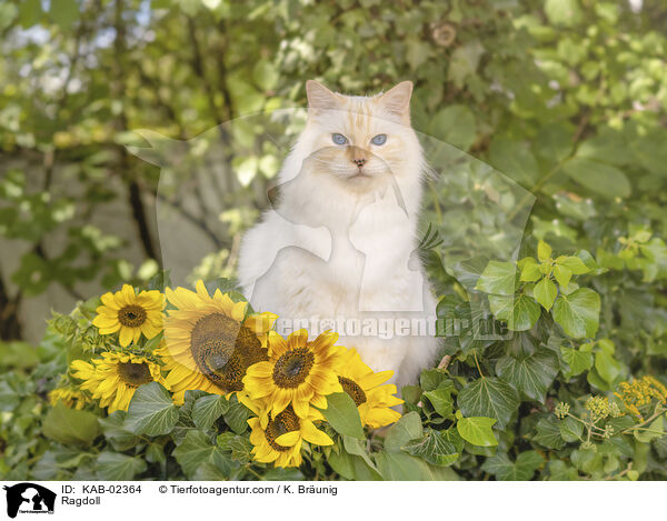 Ragdoll / Ragdoll / KAB-02364