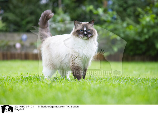 Ragdoll / Ragdoll / HBO-07101