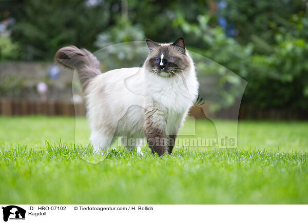 Ragdoll / Ragdoll / HBO-07102