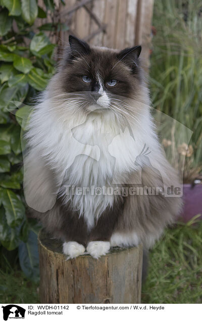 Ragdoll Kater / Ragdoll tomcat / WVDH-01142