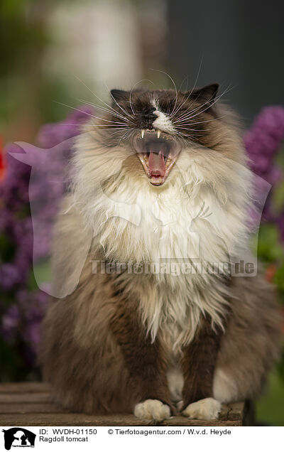 Ragdoll Kater / Ragdoll tomcat / WVDH-01150