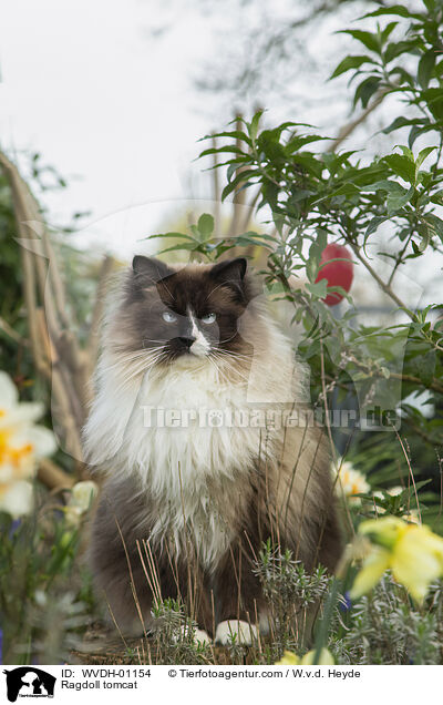 Ragdoll Kater / Ragdoll tomcat / WVDH-01154
