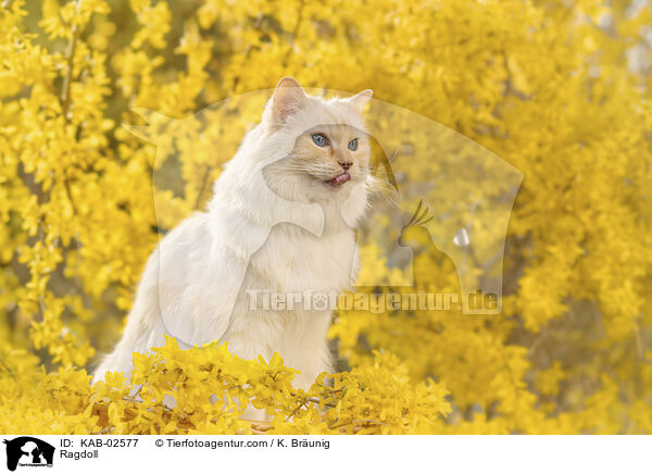 Ragdoll / Ragdoll / KAB-02577
