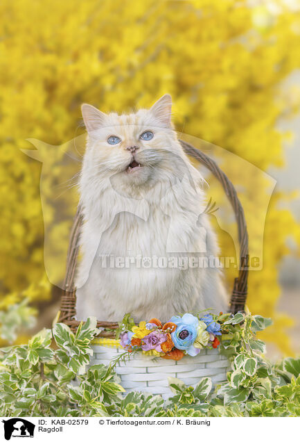 Ragdoll / Ragdoll / KAB-02579