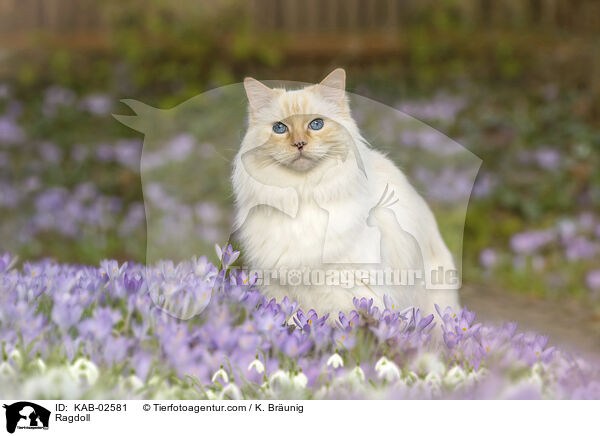 Ragdoll / Ragdoll / KAB-02581