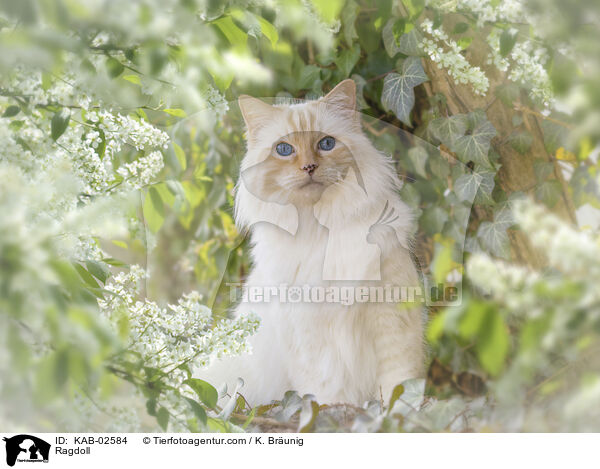 Ragdoll / Ragdoll / KAB-02584