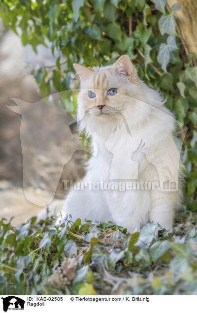 Ragdoll / Ragdoll / KAB-02585