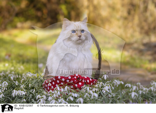 Ragdoll / Ragdoll / KAB-02587