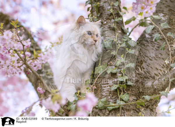 Ragdoll / Ragdoll / KAB-02589