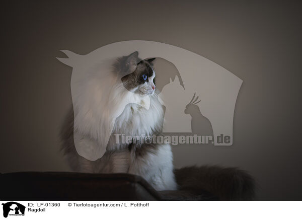Ragdoll / Ragdoll / LP-01360