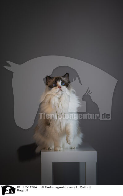 Ragdoll / Ragdoll / LP-01364