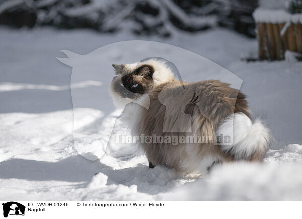 Ragdoll / Ragdoll / WVDH-01246