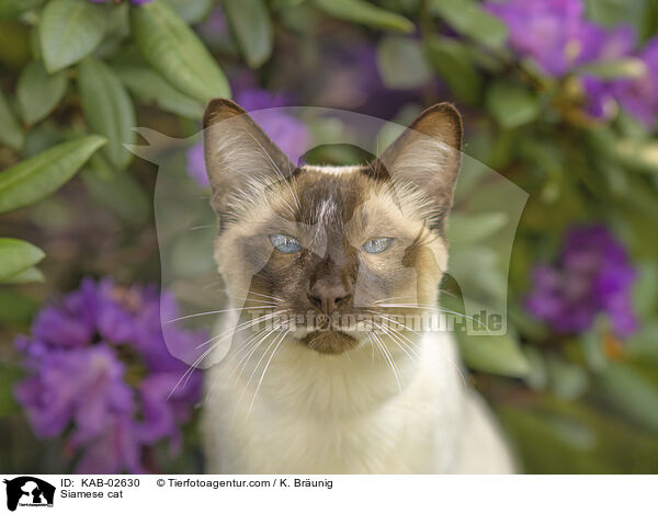 Siamese / Siamese cat / KAB-02630