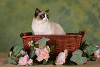 Ragdoll in basket