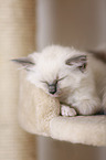 Ragdoll kitten