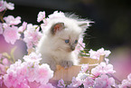 Ragdoll Kitten