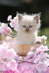 Ragdoll Kitten