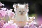 Ragdoll Kitten
