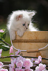 Ragdoll Kitten