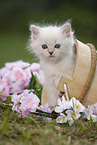 Ragdoll Kitten