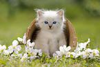 Ragdoll Kitten