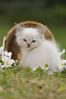 Ragdoll Kitten