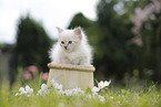 Ragdoll Kitten