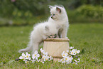 2 Ragdoll Kitten