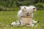 Ragdoll Kitten