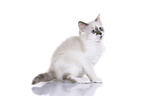 Ragdoll Kitten