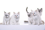 Ragdoll Kitten