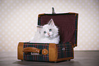 Ragdoll Kitten