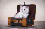 Ragdoll Kitten