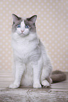 sitting Ragdoll