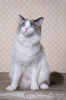 sitting Ragdoll