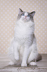 sitting Ragdoll