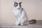 sitting Ragdoll