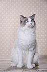 sitting Ragdoll